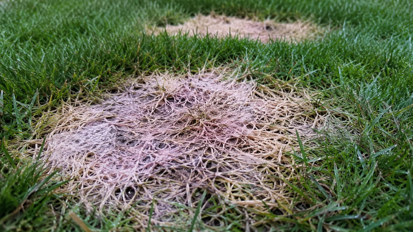 Runde, graurosa Pilzflecken von Schneeschimmel im Rasen